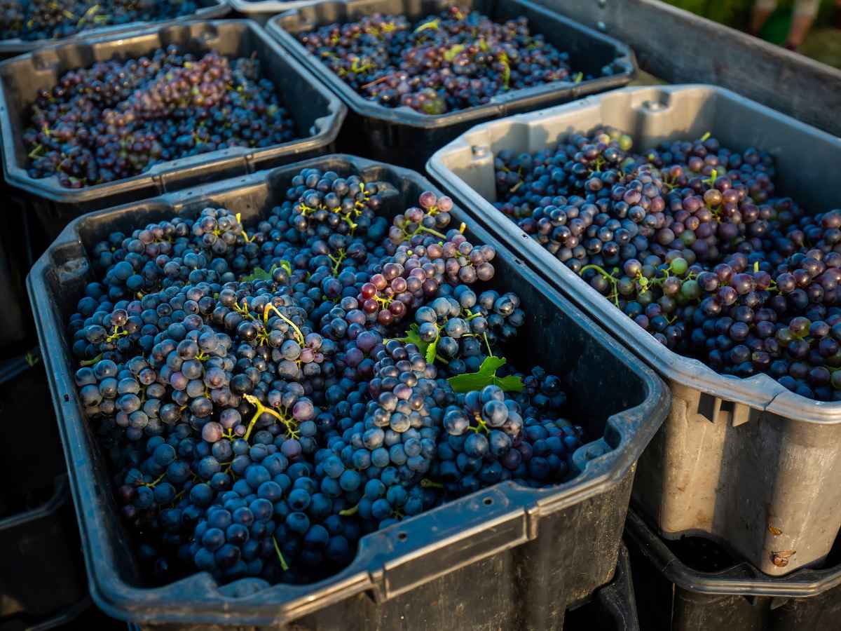 How much wine do grapes make
